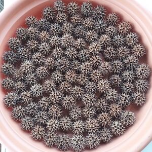 100 Sweetgum Balls